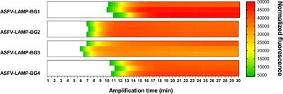 Efficient detection of African Swine Fever Virus using minimal equipment through a LAMP PCR method